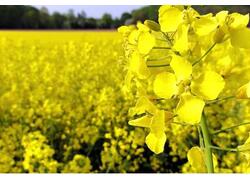 РФ&nbsp;впервые экспортировала в&nbsp;Китай агропродукцию на&nbsp;1 млрд долларов за&nbsp;месяц