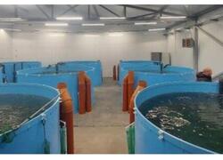 В&nbsp;Калининградской области запустили производство по&nbsp;выращиванию форели и&nbsp;осётра