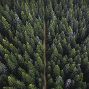 В&nbsp;России разработали &laquo;цифрового лесничего&raquo;&nbsp;&mdash; онлайн-сервис Forest Monitor
