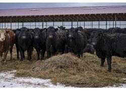 В&nbsp;Башкирии открыли комплекс откорма крупного рогатого скота на&nbsp;800 голов