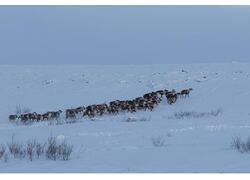 Круглогодичный отель в&nbsp;Печенге: дикая природа, приключения на&nbsp;земле и&nbsp;воде, 4-звёздочный комфорт