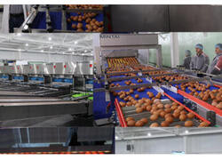 На&nbsp;Чикской птицефабрике под Новосибирском запущена линия сортировки и&nbsp;упаковки яиц