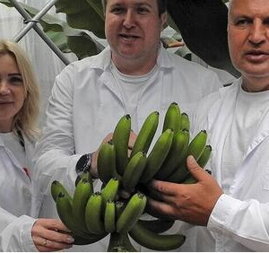 Есть первый урожай! В&nbsp;Сочи созрели российские бананы