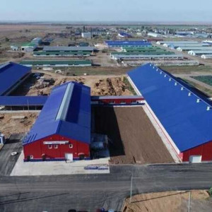 Новый молочный комплекс запущен в&nbsp;Саратовской области