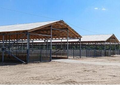 В Ростовской области заработали три новые овцефермы мощностью 36 тысяч голов