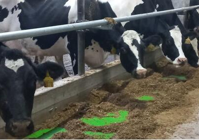 В&nbsp;деревне Фофанцево Вологодского округа открылась первая роботизированная ферма