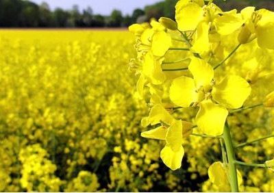 РФ&nbsp;впервые экспортировала в&nbsp;Китай агропродукцию на&nbsp;1 млрд долларов за&nbsp;месяц