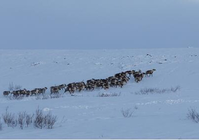 Круглогодичный отель в&nbsp;Печенге: дикая природа, приключения на&nbsp;земле и&nbsp;воде, 4-звёздочный комфорт