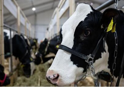 В&nbsp;Московской области запустили МТФ &laquo;Елгозино&raquo; мощностью 9,6 тыс. тонн молока в&nbsp;год