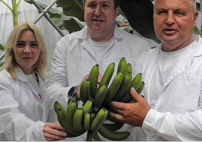 Есть первый урожай! В&nbsp;Сочи созрели российские бананы